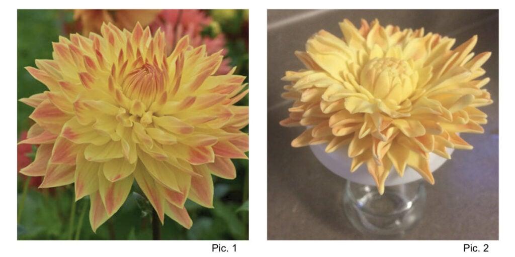 Royal Dahlietta and sugar paste dahlia flower side by side.