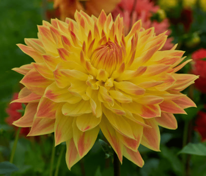 Royal Dahlietta flower