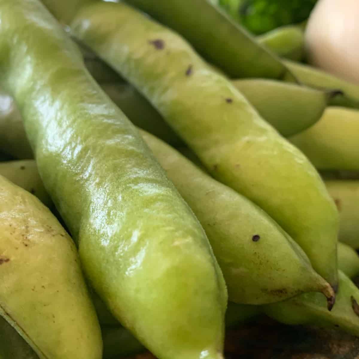 Fresh fava beans.