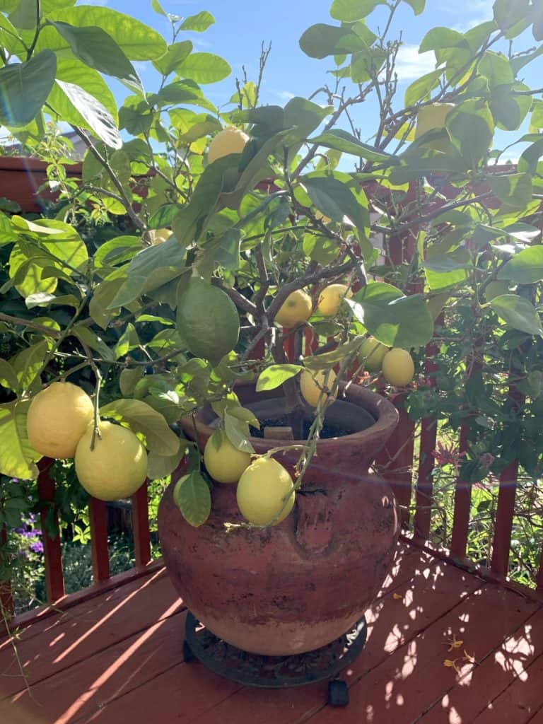 Lemon tree on a deck.