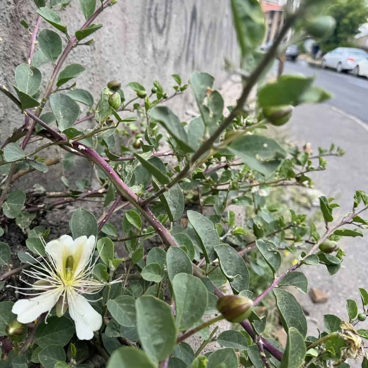 Caper plant in the streets of Yerevan.
