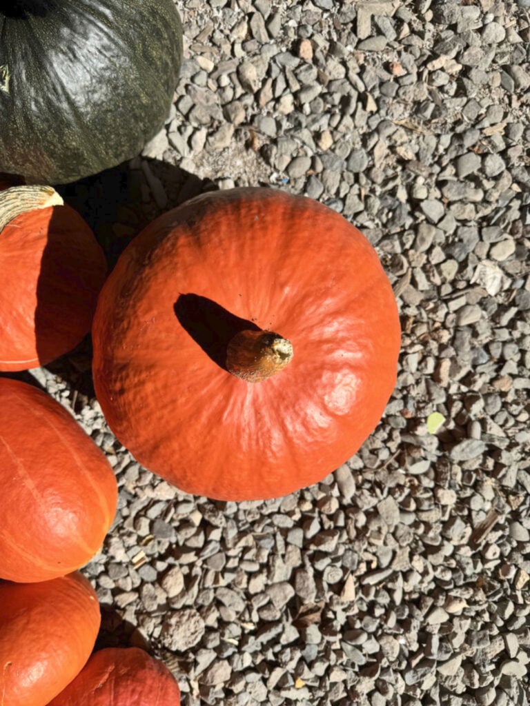 Pumpkins on a gravel.